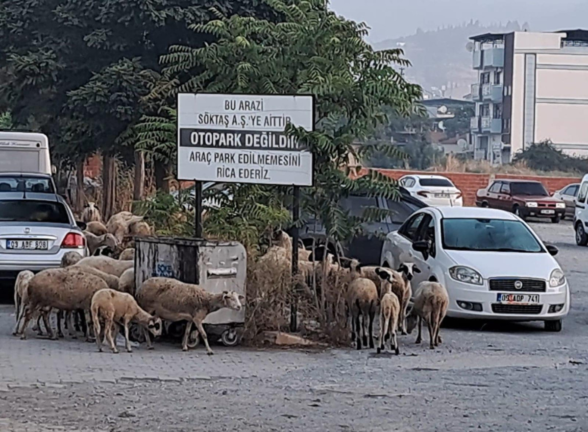 YOLA FIRLAYAN KOYUNLARA ÇARPTI